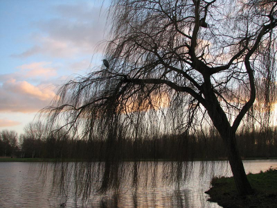 blauwe reiger in het landschap