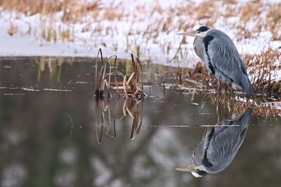 <i class='fa fa-user'></i> Legolas | Blauwe Reiger  <i class='fa fa-eye'> 1063</i>  <i class='fa fa-thumbs-up'> 29</i>   <i class='fa fa-comment-o'> 10</i>