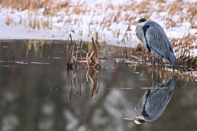 <i class='fa fa-user'></i> Legolas | Blauwe Reiger  <i class='fa fa-eye'> 1060</i>  <i class='fa fa-thumbs-up'> 29</i>   <i class='fa fa-comment-o'> 10</i>