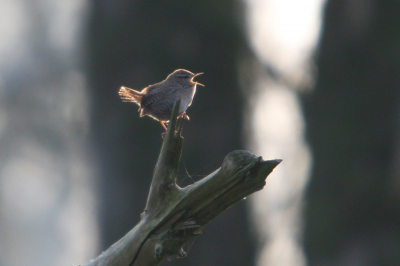 Luid zingend gaf deze vogel mij de gelegenheid af te drukken
het tegenlicht geeft het iets "anders"