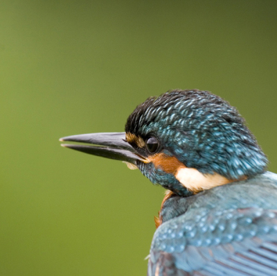 Vanochtend vanaf 4:30 tot 11:00 ben ik mee geweest met een vogelringgroep, deze groep brengt de vogel populatie in een beschermt gebied in kaart. Ze vingen daarbij ook een IJsvogel. 
Echt een prachtvogel om van dichtbij te bekijken, wat opvalt is dat deze vogel hele korte vleesachtige pootjes heeft.

Helaas waren de lichtomstandigheden niet echt ideal, zo nu en dan regen en zware bewolking. Technisch gezien geen geweldige foto, maar toch ben ik hier heel blij mee als eerste foto op BP. 

Gr. Auke 

20D 100-400 L @ 400 mm