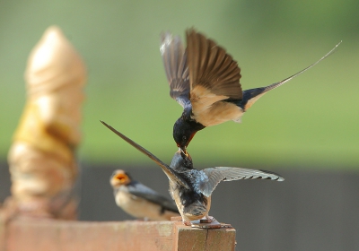 Dit is mijn bijdrage met betrekking tot uit het nest gevoederde zwaluwtjes.  Op de achtergrond staat iets wat niet is wat het lijkt, het is een tuindecoratie...

meer op www.rudidebruyne.be