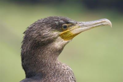 Deze aalscholver liet zich tot op enkele meters benaderen, ideaal voor een close-up....