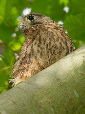 eerste foto op birdpix
ik liep gewoon een beetje rond en toen zag ik opeens deze jonge valk zitten.
omdat ik nog nooit een goede foto van een valk jonge valk heb gehad, vond ik het wel aardig om hier een accaunt aan te maken , omdat ik er zelf wel blij mee ben en hem ook aan jullie wil laten zien.
ik heb ook nog foto's waar hij helemaal op staat maar ik vond dit wel een leuke pose.
gr. thomas
