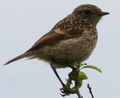 Vogeltje gespot aan de zuidkust van Ierland, wij komen er niet uit wat het is. Iemand een idee?