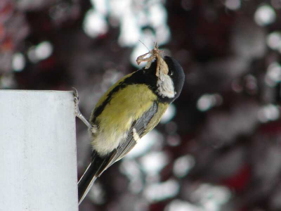 Koolmees heeft een nest in een hokje achter ons huis. Op deze foto kwam hij aanvliegen met voer voor de jongen.