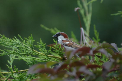 nikon d70s, 70-300vr