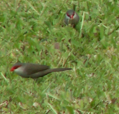 Een aantal malen in kleine groepjes gezien. Kleine vogel.