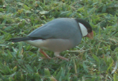 Gezien in de tuin van de Zoo in Honolulu (wel in het wild natuurlijk)