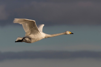 Deze foto is het resultaat van een middag wilde zwanen fotograferen. Er zwommen een aantal wilde zwanen in een kanaal waar ik mijn aandacht op richte. Plots kwam deze wilde zwaan recht van achter over me heen vliegen. Niet mooi voor een foto dus. Maar de zwaan maakte een ruime bocht en keerde en vloog voor mij langs om verderop in het kanaal te landen. Het was de enige vliegende wilde zwaan die ik die dag gezien heb. 

De foto is niet gecropped (full frame)
sluitertijd: 1/1500
F: 9.0
ISO: 200
Exposure compensation -1.0

Canon 10D - 300 mm F4 IS L - 1.4 x converter