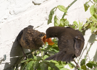 Op ons hofje in de Jordaan hebben de merels drie kleintjes. Zolang ze nog onhandig door de tuin hippen hebben de katten huisarrest.