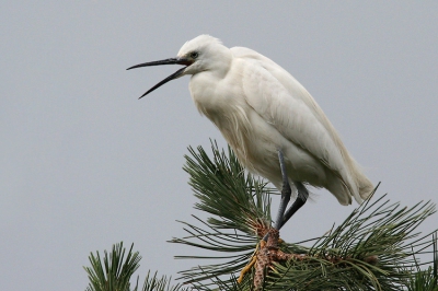 vorige zaterdag een kleine uitstap gemaakt naar het natuurreservaat "de Braakman " in Nederland , (net over de grens , vanuit Gent +/- een half uurtje rijden); per toeval op een kolonie reigers in een dennenbos gestoten: tussen de blauwe reigers , telde ik ook enkele kleine zilvers ; het licht , tja was zeer Belgisch! 

Canon 20D, 500mmf4 + 1.4 TC, f9, natuurlijk licht ,