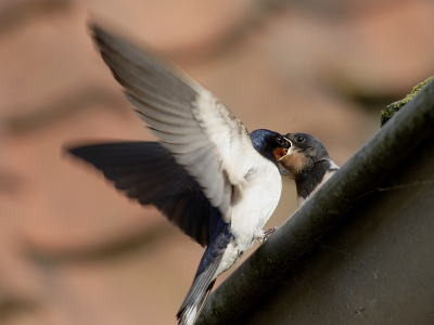 En hier n met de oudere er wat mooier op. Ontzettend leuk, camera richten op het jong en zodra je in je ooghoeken de zwaluw ziet naderen gewoon blijven klikken. Daarna kijken hoe het geworden is, van pal voor het jong vliegen tot het snavelkontakt.

Canon-20D, 400mm, ISO-400, F7.1, 1/400 sec.