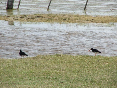 een in zowel zuid als noord amerika veel voorkomende kustvogel