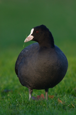 Een van de laatste platen van 2004. Geschoten in de Aalkeetbuitenpolder hier bij Vlaardingen. Na 3 maanden op spitsbergen te hebben verbleven geen speciale soort, maar zeker een uitdaging om van een redelijk onderschatte soort in natuurfotografie nog iets interessants te maken.

Canon EOS10D
Canon EF300/2.8 + EF2.0 II
1/125s @ f/8.0 Ev-1.0
RAW, ISO200
Gitzo tripod/Markins M10