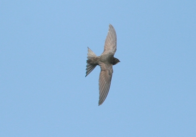 1 van de beste manieren om de snelheid van je AF te testen is volgens mij het fotograferen van gierzwaluwen.
 Eindelijk redelijk gelukt (als je de ruis een beetje wegdenkt)
iso 400 f5.6 1/1600 +1 2/3 stop