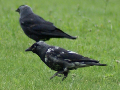 Mijn eerste foto's met mijn nieuwe camera, en direct al iets bijzonders.
Dit (vermoedelijk) koppeltje, op zoek naar voedsel in "het oranjeveld" heb ik vaker samen gezien in de kauwenkolonie rond mijn huis