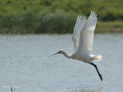 Nikon D70s + Sigma 100-300mm f4 + 1.4TC op  420mm 1/2500 F8 iso 400 +0.3 EV