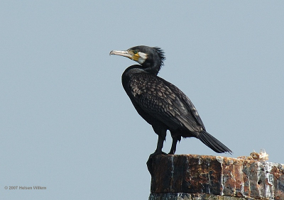 Nikon D70s + Sigma 100-300mm f4 + 1.4TC op 420mm 1/1250 F8 iso 400 +0.7 EV