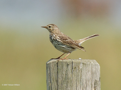 Nikon D70s + Sigma 100-300mm f4 + 1.4TC op 420mm 1/1000 F8 iso 400 +0.3 EV