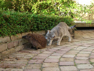De moordenaar van de koolmees (op de foto in mijn persoonlijke album) treft een meerdere.