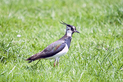 Mijn eerste bird pic, natuurlijk kan het beter, maar dit is nummer 1.
Ik wil graag hiermee verder, maar loop tegen het feit dat niet goed weet WAAR en HOE ik moet. Heel veel vragen dus die ik niet 1,2,3 kan vinden op internet. Wie wil mij helpen?