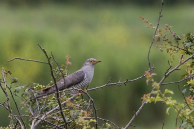 Op wacht in de vogelkijkhut kwam hij opeens aangevlogen, was weinig licht dus kon ik niet anders dan wat hogere iso te nemen!