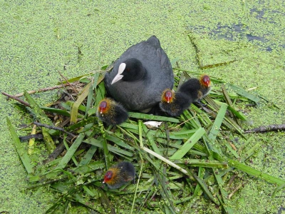 Jonge meerkoeten op avontuur (nest dicht langs oever van fietspad)