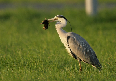 Blauwe reiger met albert.