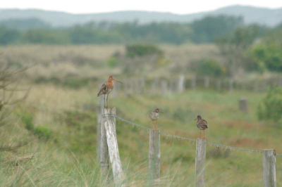 Sfeerplaatje, Terschelling, weideveldjes aan de rand van de Noordsvaarder. 
Canon Eos 400D, 70-300mm, 1,6x.