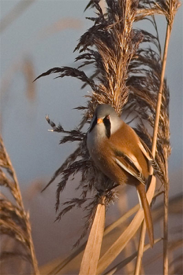 400mm, ISO 200, 1/750e, F/8.0