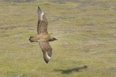 Op Ingolfshofdi zit een erg grote kolonie grote jagers. Had ik de kans om me uit te leven op het maken van vliegbeelden van deze prachtige vogels. Vorig jaar op Handa Island was dat er niet van gekomen.

Nikon D2X; AF-S VR 70-200/2.8