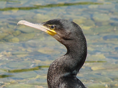 My first close up from a Cormorant. It was  tidin up its fethers , so it didn't noticed me!
