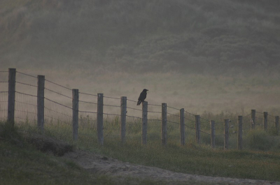 Was al vroeg in de duinen (rond 04.00 uur) Dat is de lekkerste tijd om een beetje rond te struinen. Tegen het licht worden zat deze kraai "zijn" gebied te overzien. De grondmist begon net een beetje op te trekken.