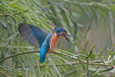 Toen de tweede ijsvogel erbij in de buurt kwam, was dit zijn reactie. helaas draaide hij net iets opzij.
maar vind dit zelf wel een mooie plaat ondanks dat.
500mm + 1.4 converter, F5.6, 1/100 sec, 400 iso,