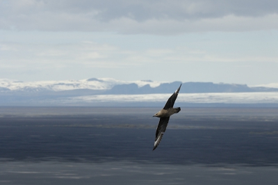 Nog twee foto's van grote jagers uit zuidelijk IJsland, voordat we verder gaan met de watervogels uit de omgeving van Myvatn. 

Nikon D2X, AF-S VR 70-200/2.8