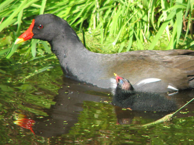 De waterhoen vind ik het kleine neefje van de meerkoet, maar qua karakter totaal verschillend....