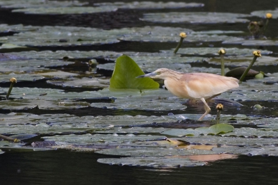 Zowaar kwam de Ralreiger ook een dagje in Diemen kijken. Ik kwam hem per ongeluk tegen tijdens een wandeling vlak bij huis. Canon 20D, EF 400mm 5.6, ISO 200, f 6.3, 1/200 sec. vanaf Gitzo Telestudex.