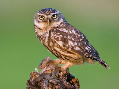 Na een aantal observaties bij een steenuil bleek de uil vaak een wilg als uitkijkpost te gebruiken. Als hij naar het nest vloog gebruikt de uil soms mijn tent om op te gaan zitten! Wel, dacht ik ik kan dan beter een mooie stronk neerzetten tussen de knotwilg en het nest, je weet maar nooit.Vrijdagavond bleef de uil weg en was het erg onker weer. Zaterdagavond ondanks het regenachtige weer toch maar weer in de tent gekropen; de boer had de uil al vaak op mijn paaltje zien zitten!
In het mooie avondlicht kwam de uil met een pas gevangen muis mooi voor me zitten.
Ik zag zelfs dat door het knijpen de muis trilde, of was het de doodsstrijd?