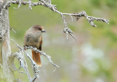 In kleine troepjes (families) trokken ze door het korstmosrijke naaldwoud. Mooie vogel!