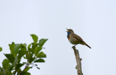 De eerste keer dat ik een blauwborst tegenkom.
En hij zat zo mooi te zingen, mijn dag kon echt niet meer stuk!
Canon EOS400D + EF70-300 f/4-5.6 IS USM