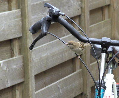 Brutale beestjes, die mussen