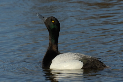 Onder de enorme diversiteit aan watervogels bevonden zich ook vele toppers. Jammer dat we deze eenden steeds minder zien in de winter. Dit mannelijk exemplaar was zijn vrouwtje aan het imponeren door telkens z'n kop achterover te gooien.

Nikon D2X, AF-S VR 200-400/4.0 met 1.4 TC