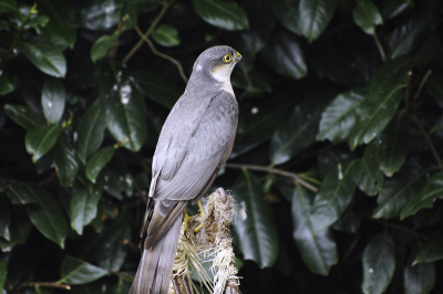 Deze sperwer kwam gisteren onverwacht aanvliegen in onze tuin ivm veel mussen in onze tuin. Vandaag was hij er weer (27 juni). Daar kwam ik toevallig achter omdat hij wegvloog toen wij waarschijnlijk een jong musje te pakken wou nemen dat alleen op een tak zat zonder ouders.