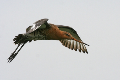 canon 20D, 500mmf4 , f8, handheld,