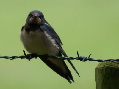 Boerenzwaluwjong met zielige blik.
Leuke foto dacht ik zelf...;-)