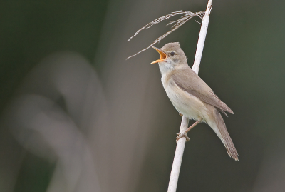 Deze zat heerlijk bovenin te zingen, en bleef lekker lang zitten. Het weet zat niet helemaal mee, maar toch.
500mm + 1.4 converter, f5.6, 1/250 sec