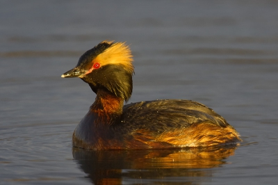 Kuifduikertje in avondlicht.

Nikon D2X; AF-S VR 200-400/4.0