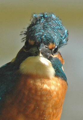 IJsvogel vroeg ;"Wat vind je van mijn feunpermanent?"Gelijk maar pasfoto van gemaakt.
20% van orgineel