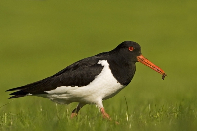 Een paartje scholeksters was druk in de weer voor 2 jongen. Best gaaf om te zien hoe snel ze de ene na de andere wurm en emelt uit de grond trekken en hoe diep ze soms zitten.
Als een van de ouders wat had liep het naar het jong toe, liet de prooi vallen die dan door het jong naar binnen werd gewerkt. Soms werdt de worm nog gewassen in een plas.

Ik heb ook wel foto's met de jongen, maar deze was toch de beste van vandaag.

Ik begon met vanuit de auto fotograferen, uiteindelijk uit de auto gekropen en deze plat op de buik genomen.